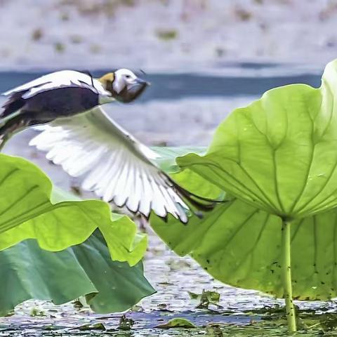 凌波仙子（水雉）