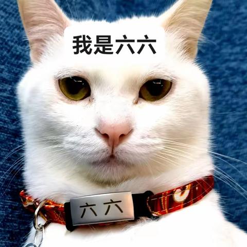 猫生如此