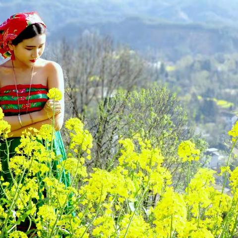 送你一朵油菜花