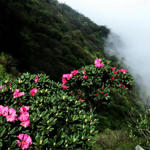 云端那片映山红