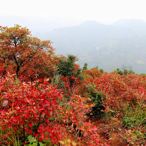 略阳秋叶红似火