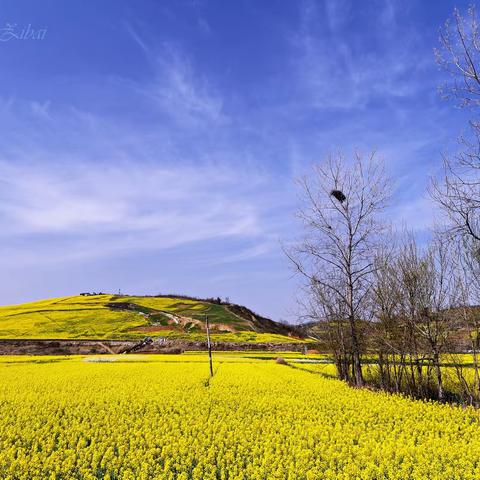 洋县龙山油菜花海 “最美油菜花海汉中旅游文化节”的大手笔