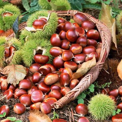 到秦岭深山里去捡板栗