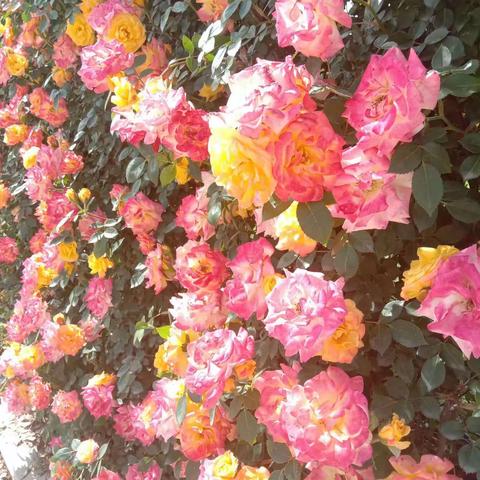 《芳心留思忆》