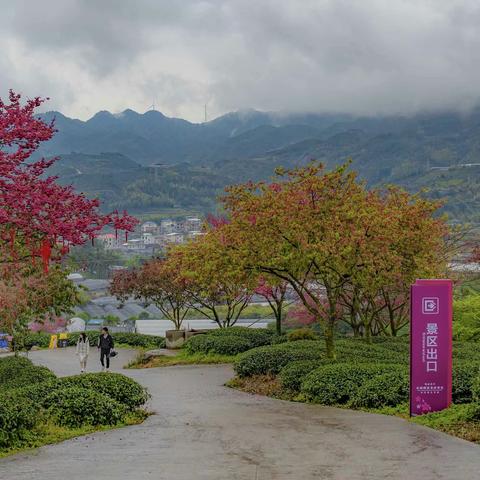 春天来到永福茶园