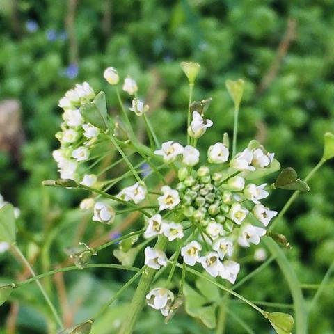 【古典诗词】山花子•山间花草路招迎