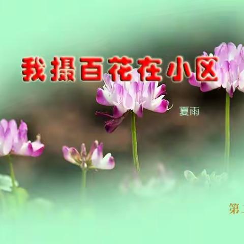 我摄百花在小区（二）