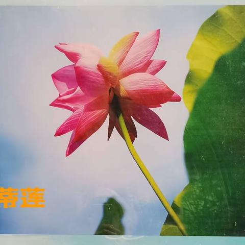 杨桂芝的美篇