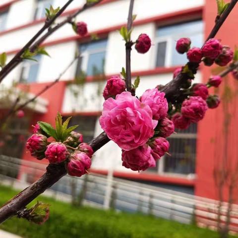 花海中的郑路中学