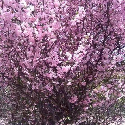 花开半夏，一路耕耘——记源汇区五一路小学教师教研成长季