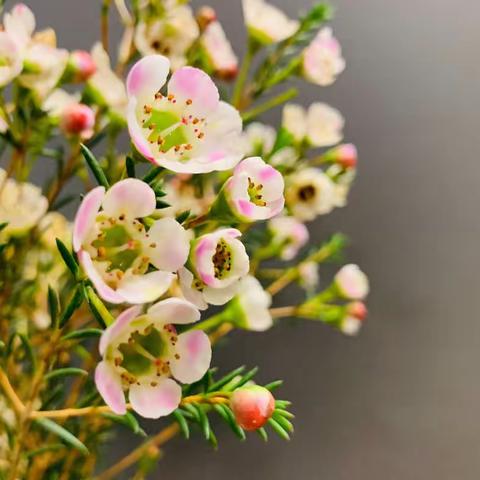 宝剑锋从磨砺出，梅花香自苦寒来——高三4班高三第二次和第三次大考颁奖仪式