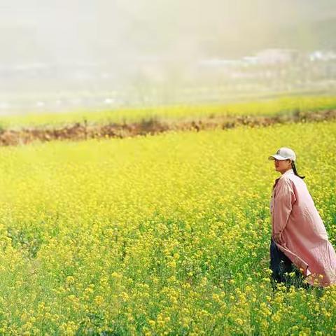 观首山油菜花有感   原创    摄影  赵艳红