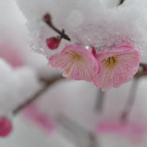 杭州·浙大紫金港校区的初雪