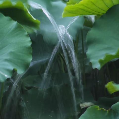 骤雨打新荷