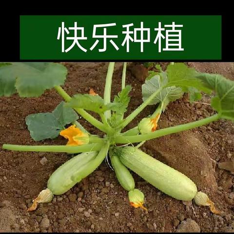 “喜福禄”驾到——城赵镇第二中心幼儿园大二班家长进课堂之种植西葫芦