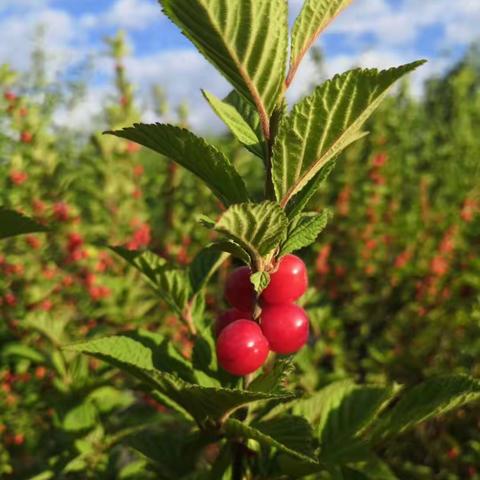 阿旗一幼田园实践体验活动——🍒走进夏天，快乐采摘🍒