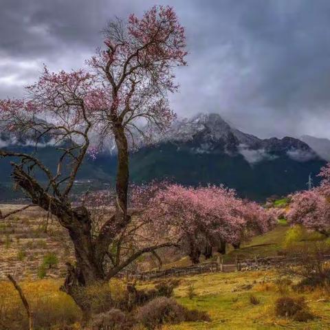 游学：林芝桃花摄影|实践|后期