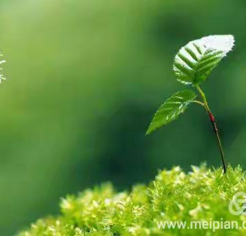 春来百花开 愿你好运来