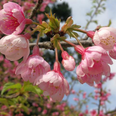 樱花🌸开了