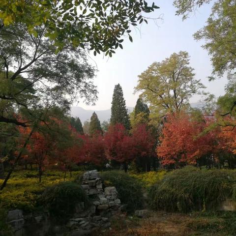 邂逅香山红叶