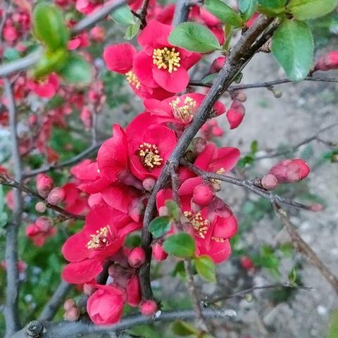 春末夏初花枝俏     小区芳径任徘徊  （2022年4月3日）