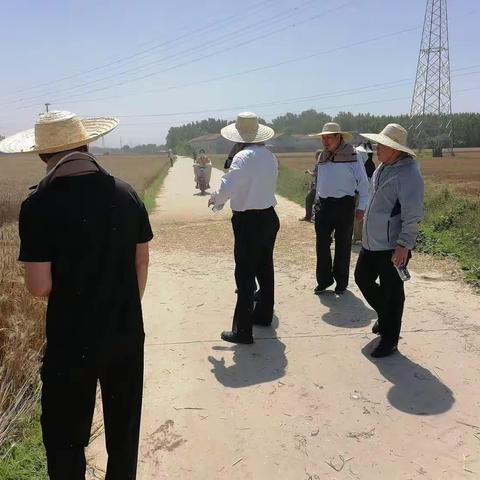 市农业农村局对定陶区小麦组织实打测产