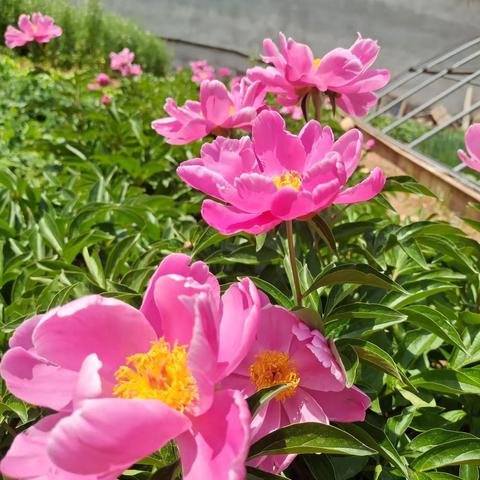 芍药花已开，双迎到前富山村赏花