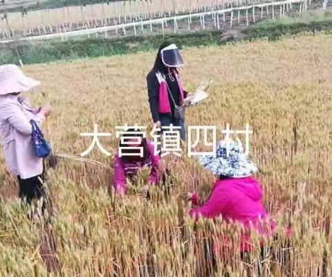 县农业农村局组治技术人员深入田间地头开展小麦赤霉病飞防效果调查工作