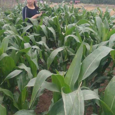 全力以赴   做好草地贪夜蛾的排查宣传工作，为打赢虫口夺粮奠定基础