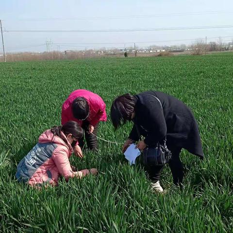 县农业农村局植保技术人员深入田间开展麦田病虫害虫情调查及防控技术指导工作