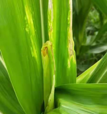 县农业农村局植保技术人员开展玉米病虫害监测及草地贪夜蛾排查工作