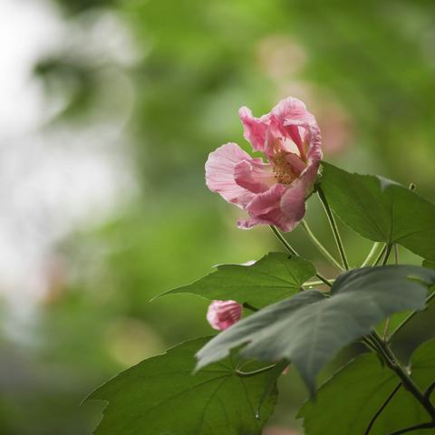 雨后芬芳之芙蓉掠影