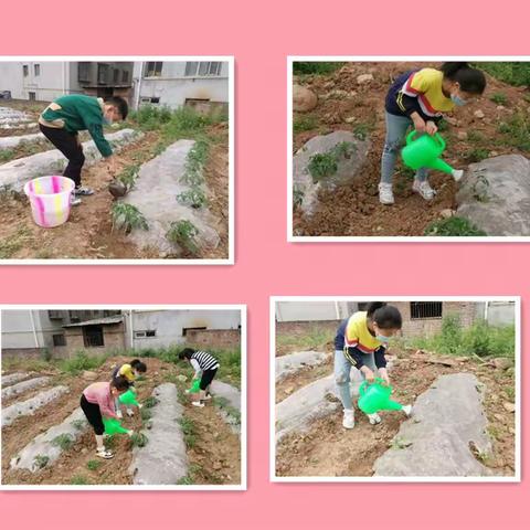 [花园小学三年级组]遇见生命最美的样子——我们的花园农场