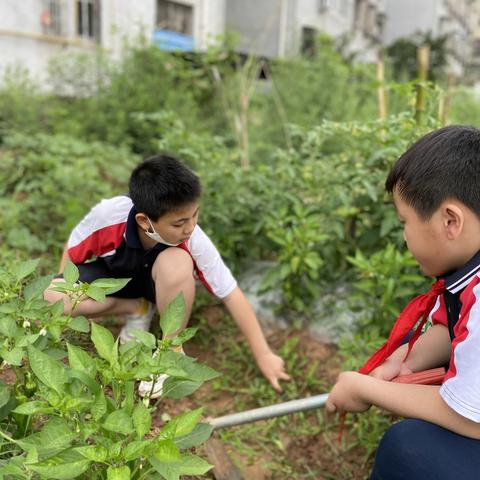 童心向党   喜迎二十大  三年级组”聆听窗外声音，体验劳动乐趣“——农场除草记