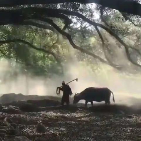 平度小茅台板栗原浆酒简介（东馆故事）