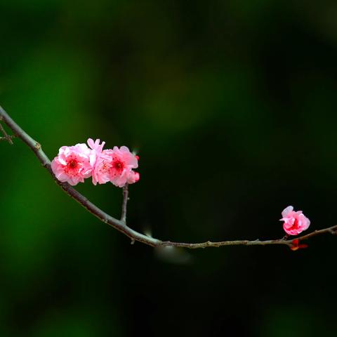 溪水河畔春色美