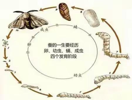 我的守护之旅——蚕宝宝成长记