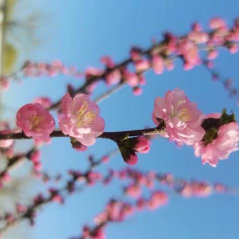 三月春风植树起，绿意荫动满校园——武安市第十四中学植树节活动