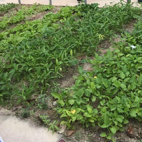 海南中学三亚学校“诚美农耕”劳动实践活动第四期