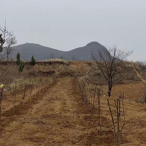 桃晟堂完成栽植山茱萸300亩