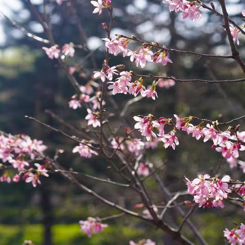 春日觅花游