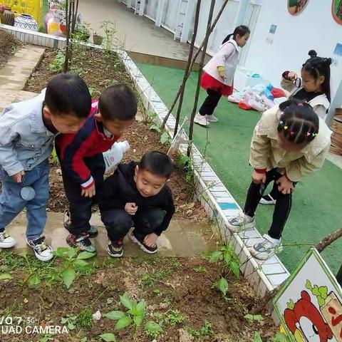 崇义县城关幼儿园中六班课程活动——有趣的石头