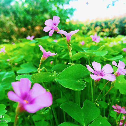 【重要通知】王村一中2021年秋季开学七、八年级学生返校须知