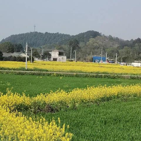 走进油菜花，走进新乡村（2023年3月19日）