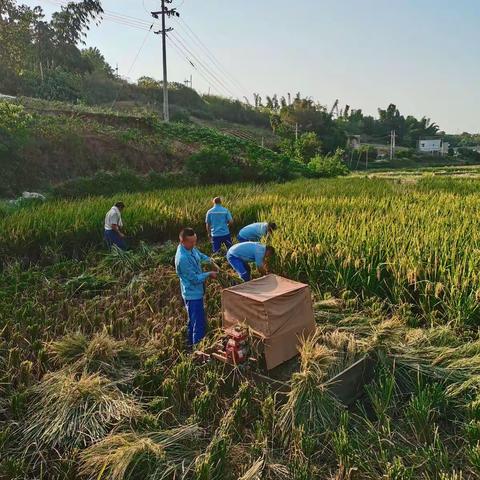 富顺片区团支部——助农抢收稻谷志愿活动