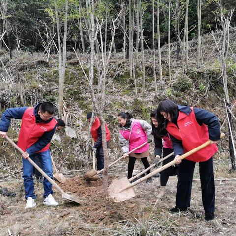 枫溪乡义务植树添新绿,助力乡村振兴生态建设