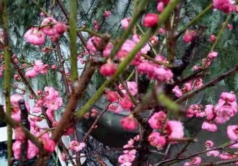 [梅山小学]积极学习微课资源建设，勇于创新教学开发实践