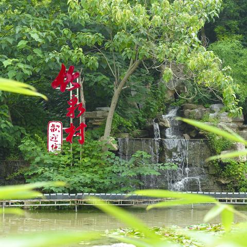 听泉观竹赏花海，跟着晨康去旅游