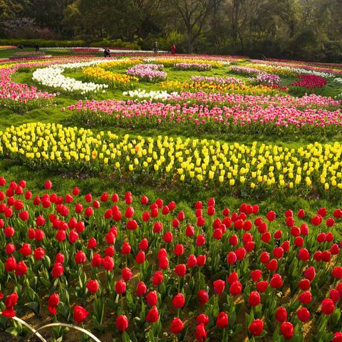 郁金香花语——爱的表白、荣誉的皇冠、永恒的祝福花。无锡梅园郁金香篇