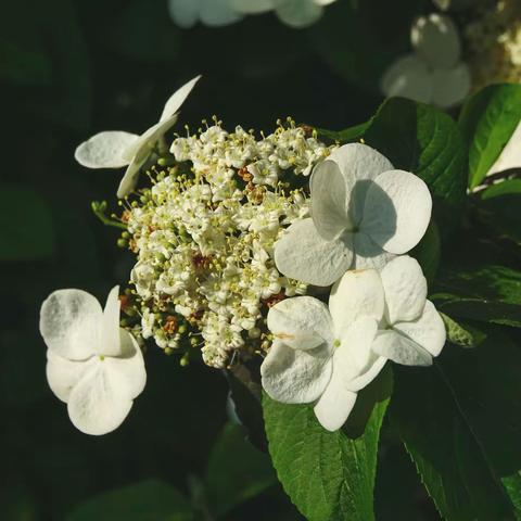 寄畅园里的花花草草